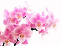 Pink Orchid�